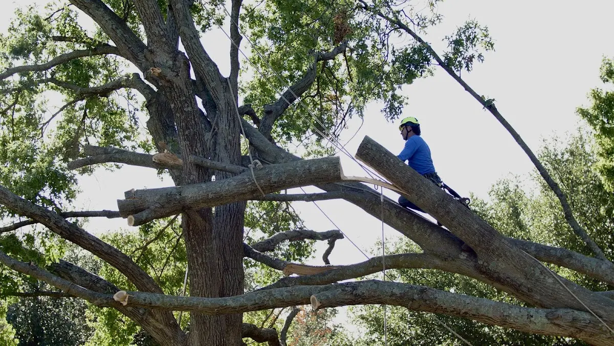 Professional Hazardous Tree Removal performed by certified arborists in Yantis